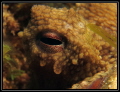l'oeil du poulpe