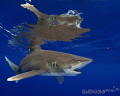 Hard to digest!

Visiting the Oceanic Whitetips in the big blue of Cat Island is a very humble experience. Loved every minute of it and 'Epic Diving' (Vincent & Debra Canabal) make it happen with a lot of respect for the animals!