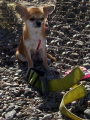 I am ancored...
Macro ancor for macro dog. 
