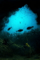 Eye of the Needle... Beqa lagoon, Fiji