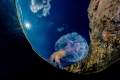 Pelagia landing on the planet