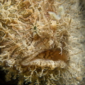 Hairy frogy
