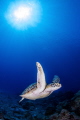 Nice turtle approaching me almost directly...