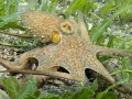 Octopussy in motion
