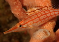 A long-nose hawkfish.