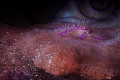 hairy squat lobster