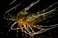 [:b:]Cerianthus[:/b:]. like a dancer