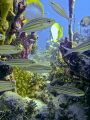 Nature's aquarium