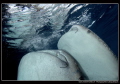 Whales Sharks connection... :O)...