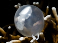 Sephia egg (about 1 inch) among fire corals