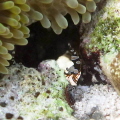 Squat shrimp silhouette