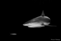 Caribbean reef shark