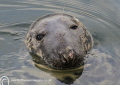 Grey seal - Eyemouth harbour.