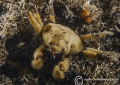 Scorpion spider crab.
St. Abbs.