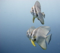 Batfishes at the House Reef at Six Senses Laamu