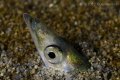 Simply a Pacific Sand Lance