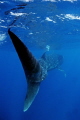 My dive guide, Isla Mujeres.