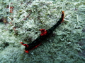 Nudibranch at Norman Reef, Great Barrier Reef, Cairns
