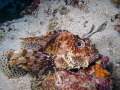 Lionfish