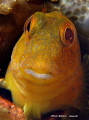 Parablennius pilicornis