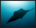 Raie manta