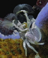 anemone-riding porcelain crab