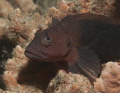 Blenny at Blue Heron Bridge