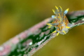 tricolor nudi on posidonia
