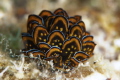 Black and gold Sapsucking Slug(Cyerce nigricans).