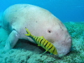 Dugong encounter at Marsa Alam