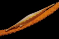 Phenacocolva gracillima on a whipcoral.