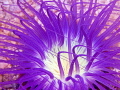 I like the colors of the anemones.