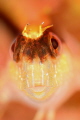 blenny
