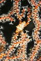 Cowry on the gorgonian.