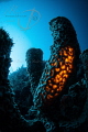 ILLUMINATION
taken with natural light only. A small dive lamp produces the 