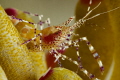Spotted Cleaner Shrimp at Sunset Reef