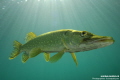 Pike Fish posing... :O)...