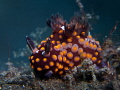 strawberry nudi