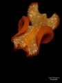 Flatworm