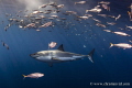 Isla Guadalupe, Mexico. Great White Shark swimming among fishes.