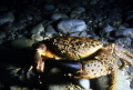 Crabe