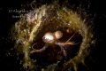 Mantis Shrimp, Veracruz Mexico