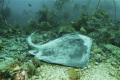 Stingrays congregate around New Zealand's Poor Knights Islands every March for mating, also attracting lots of orcas which feed on rays. This 6' sting ray just dozed in a gravel 'bed' before I accidently woke it up.