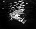 Diving Turtle