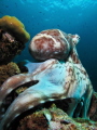 Octopus posing for the camera