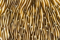 hard coral abstract