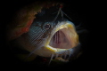 Splendid Toadfish