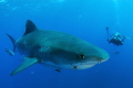 An encounter with a tiger shark.