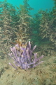 A beautiful sponge in a very silty harbour
