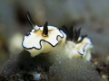 elegant nudi